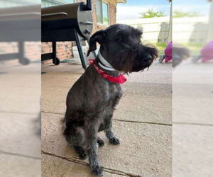 Miniature Schnauzer-Unknown Mix Dogs for adoption in Grafton, WI, USA