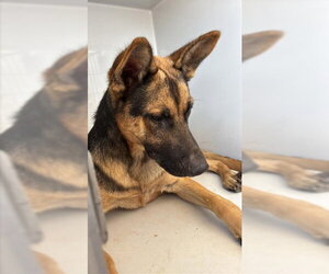 German Shepherd Dog Dogs for adoption in Houston, TX, USA