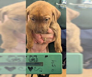 Mutt Dogs for adoption in Sacramento, CA, USA