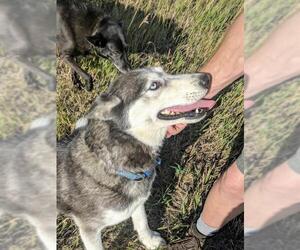 Huskies -Siberian Husky Mix Dogs for adoption in Castle Rock, CO, USA