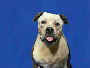 Bulldog-Unknown Mix Dogs for adoption in Ocala, FL, USA