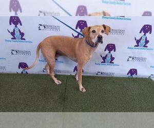 Labrador Retriever-Unknown Mix Dogs for adoption in Orlando, FL, USA