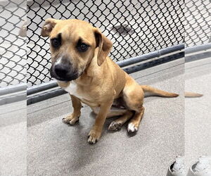Mutt Dogs for adoption in Sterling, MA, USA