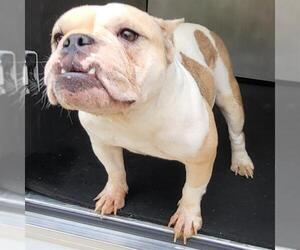 Bulldog-Unknown Mix Dogs for adoption in San Antonio, TX, USA