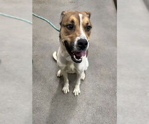 Boxer-Unknown Mix Dogs for adoption in Forestville, MD, USA