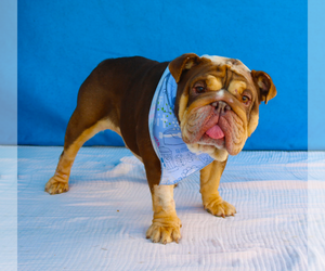 Bulldog Dogs for adoption in Pasadena, CA, USA