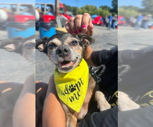 Chiweenie Dogs for adoption in Muskegon, MI, USA