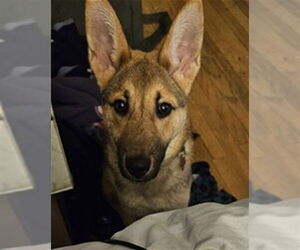 German Shepherd Dog Dogs for adoption in Ogden, UT, USA