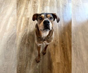 Mutt Dogs for adoption in Minneapolis, MN, USA