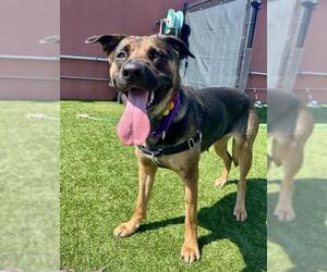German Shepherd Dog-Unknown Mix Dogs for adoption in San Francisco, CA, USA
