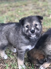 Small Alaskan Husky Mix