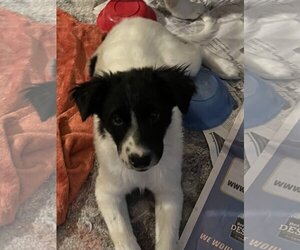 Border Collie Dogs for adoption in Tonopah, AZ, USA