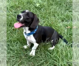 Basset Hound-Unknown Mix Dogs for adoption in Deepwater, NJ, USA