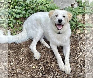 Small Great Pyrenees