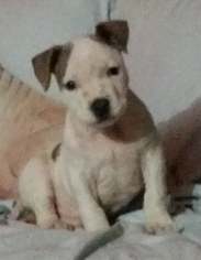 American Staffordshire Terrier Dogs for adoption in Del Rio, TX, USA