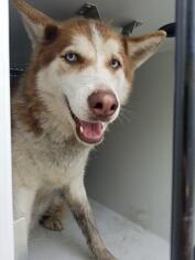 Siberian Husky Dogs for adoption in Houston, TX, USA