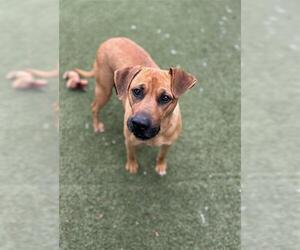 Black Mouth Cur Dogs for adoption in Chula Vista, CA, USA