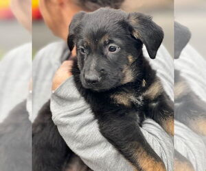 Mutt Dogs for adoption in Dana Point, CA, USA