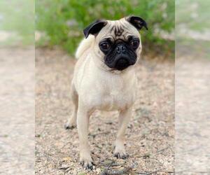 Pug Dogs for adoption in Austin, TX, USA