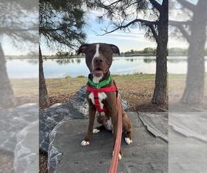 Mutt Dogs for adoption in Brighton, CO, USA