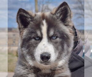 - Mix Dogs for adoption in Huntley, IL, USA