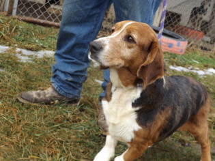 Basset Hound Dogs for adoption in Zaleski, OH, USA