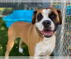 Bulloxer Dogs for adoption in Dana Point, CA, USA
