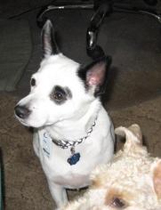 Rat Terrier Dogs for adoption in DeLand, FL, USA