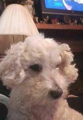 Poodle (Toy) Dogs for adoption in Bellbrook, OH, USA