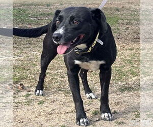 Labbe Dogs for adoption in Washington, DC, USA