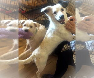 Australian Shepherd-Unknown Mix Dogs for adoption in Fallbrook, CA, USA