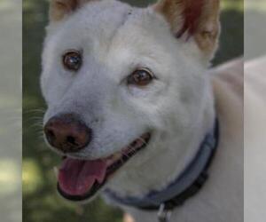 Shiba Inu Dogs for adoption in Titusville, FL, USA