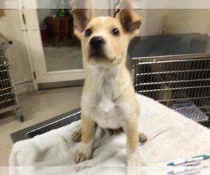 Mutt Dogs for adoption in Riverside, CA, USA