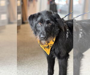 Labrador Retriever-Schnauzer (Giant) Mix Dogs for adoption in St. Louis Park, MN, USA
