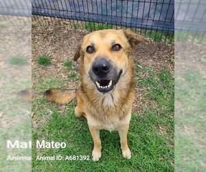 German Shepherd Dog-Unknown Mix Dogs for adoption in San Antonio, TX, USA