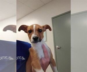 Rat Terrier-Unknown Mix Dogs for adoption in Corpus Christi, TX, USA