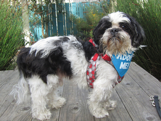 Medium Photo #1 Shih Tzu Puppy For Sale in Pacific Grove, CA, USA