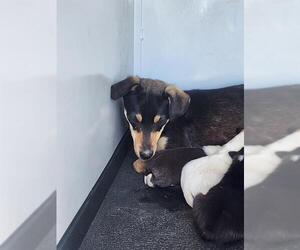 Chihuahua Dogs for adoption in Bakersfield, CA, USA