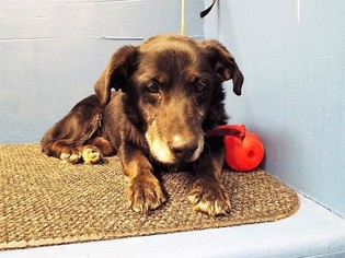 Pembroke Welsh Corgi-Unknown Mix Dogs for adoption in Eldora, IA, USA