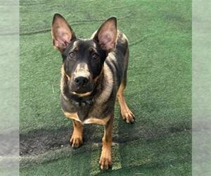 German Shepherd Dog-Unknown Mix Dogs for adoption in Redlands, CA, USA