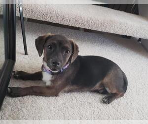 Chiweenie Dogs for adoption in Alexandria, VA, USA