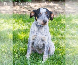 Mutt Dogs for adoption in Hendersonville, TN, USA