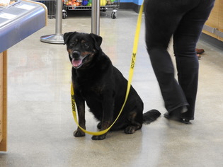 Rottweiler-Unknown Mix Dogs for adoption in Albany, NH, USA