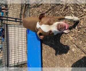 Bullboxer Pit Dogs for adoption in Chico, CA, USA