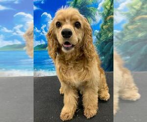 Cocker Spaniel Dogs for adoption in Westminster, MD, USA
