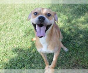 Puggle Dogs for adoption in Texas City, TX, USA