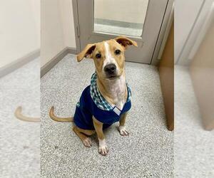 Labrador Retriever-Unknown Mix Dogs for adoption in Pasadena, TX, USA