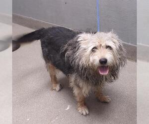 Australian Shepherd-Unknown Mix Dogs for adoption in Las Vegas, NV, USA