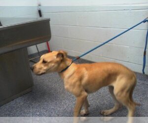 Labrador Retriever-Unknown Mix Dogs for adoption in Charlotte, NC, USA