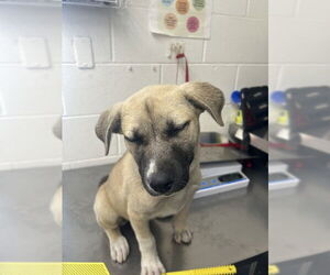German Shepherd Dog-Unknown Mix Dogs for adoption in San Bernardino, CA, USA